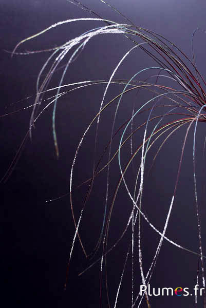 Anhänger aus Pfauenfaden - 15-28 cm - karminrot-naturgrün